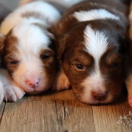 Miniature Australian Shepherd Puppies from Whispering Trail Miniature Aussies
