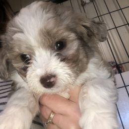 Aussiedoodle Puppies from 5 Cent Doodle Dogs