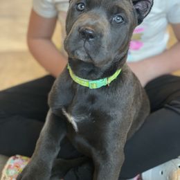 Girl 2 - Cane Corso puppy from Midwest Cane Corso in Action