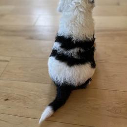 Sheepadoodle Puppies from Smiley's Sheepadoodles