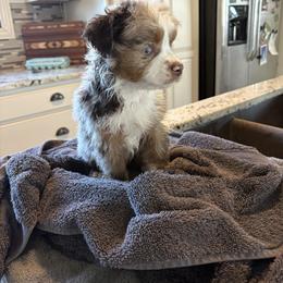 Miniature Australian Shepherd Puppies from Mid-Plains Mini Aussies