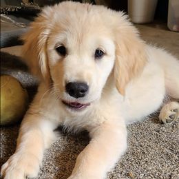 Golden Retrievers from MI Golden Sands