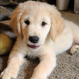 Golden Retrievers from MI Golden Sands