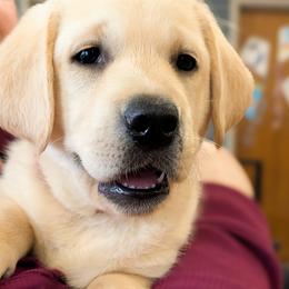 Labrador Retrievers from Copper Meadow Retrievers