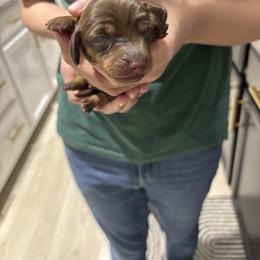 Louis - Chocolate and tan male Dachshund puppy in Tomball, Texas from Gutierrez House of Doxies
