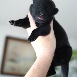 Axel - Black male German Shepherd puppy in Coarsegold, California from Yosemite Shepherds