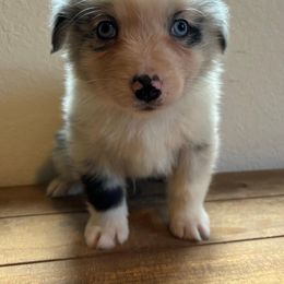 Boy # 5 - Blue merle Australian Shepherd puppy in Oregon from Royal Australian Shepherds