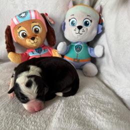 Roxi - Black and white female Border Collie puppy in Dorr, Michigan from Pineview Farm