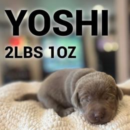 Yoshi - Silver male Dilute Retriever puppy in Puyallup, Washington from 12 Door Farm Labradors