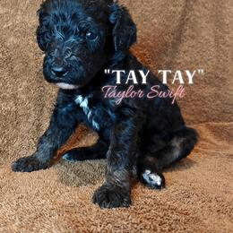 TayTay - Black female Poodle puppy in Poplarville, Mississippi from Hatch & Homestead LLC