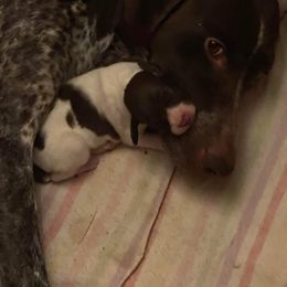German Shorthaired Pointer Puppies from Windtanzer Farm