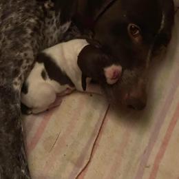 German Shorthaired Pointer Puppies from Windtanzer Farm