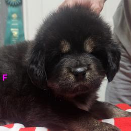 Pink collar - Black and tan female Tibetan Mastiff puppy in Cedartown, Georgia from Aujudon Tibetan Mastiffs