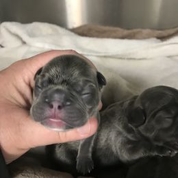 Girl 1 - French Bulldog puppy in Filer, Idaho from Antelope Springs Frenchies