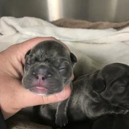Girl 1 - French Bulldog puppy in Filer, Idaho from Antelope Springs Frenchies