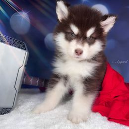 Green collar M - Alaskan Malamute puppy in Spokane, Washington from Asgard Wooly Malamutes