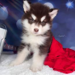 Green collar M - Alaskan Malamute puppy in Spokane, Washington from Asgard Wooly Malamutes