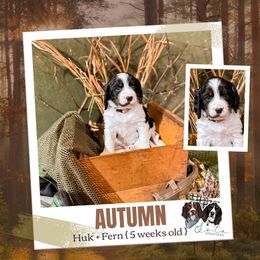 Autumn - Black white and tan female English Springer Spaniel puppy in Albany, Minnesota from Farm Fresh Labradors & English Springers