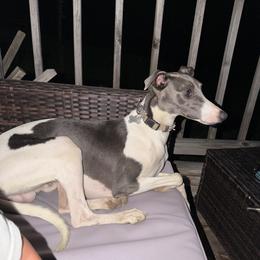 Achilles - Whippet