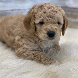 Goldendoodle and Poodle Puppies from Mustanghills Doodles and Poodles