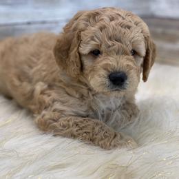 Goldendoodle and Poodle Puppies from Mustanghills Doodles and Poodles