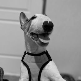 Dani - Bull Terrier