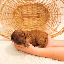 Muffin - Red  female Goldendoodle puppy in Kissimmee, Florida from Poodle Doodle Kennels