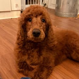 Mr  Blue Collar - Red  male Poodle puppy in Pylesville, Maryland from Chapel Farm Standard Poodles