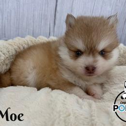 Moe - Red and white male Pomsky puppy in Eastman, Georgia from Once Upon A Pomsky