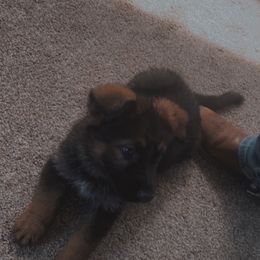 German Shepherd Puppies from Shepherds Vom BLR Haus