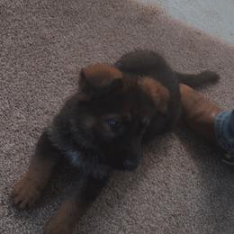 German Shepherd Puppies from Shepherds Vom BLR Haus