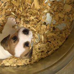 W Boy 2 - Brown and white male Jack Russell Terrier puppy in Maysville, Oklahoma from MO’s Jack Russells