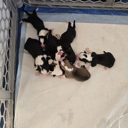 American Corgi Puppies from Whitecreek Corgis of Columbus, IN