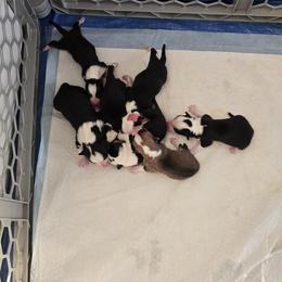 American Corgi Puppies from Whitecreek Corgis of Columbus, IN