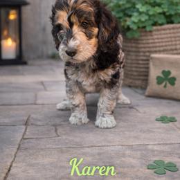Karen Wheeler - Blue merle female Bernedoodle puppy in Bennett, Colorado from Darling Paws, LLC