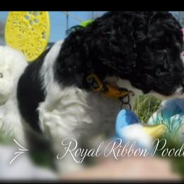 Girl 2 - Poodle puppy in Wilber, Nebraska from Royal Ribbon Poodles