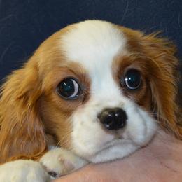 Sabrina - Blenheim female Cavalier King Charles Spaniel puppy in Townville, South Carolina from Mid Lake Cavaliers