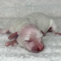 Plum - Cream female Dachshund puppy in Lakeland, Florida from Buckwild Doxies