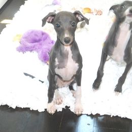 Milania Girl 2 - Blue female Italian Greyhound puppy in Sparta, Tennessee from Summerwind Kennel