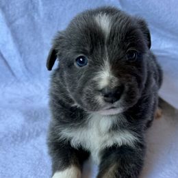 Australian Shepherd, Miniature Australian Shepherd, and Toy Australian Shepherd Puppies from V5 Mini Aussies