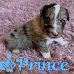 Prince - Blue merle male Miniature Australian Shepherd puppy in Millington, Tennessee from Goading Glee Glade
