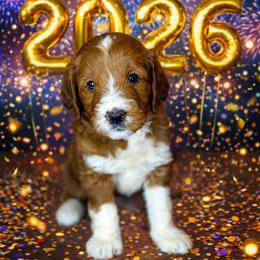 ButterBall - Red  male Goldendoodle puppy in Houston, Texas from Golden Life Doodles