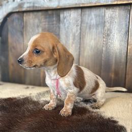 Filly - Red female Dachshund puppy in Marvell, Arkansas from Hat Creek Kennel