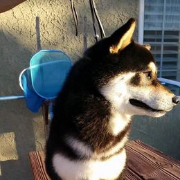 Eli - Shiba Inu