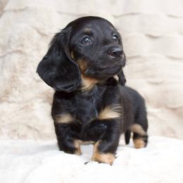 Bronco - Black and tan male Dachshund puppy in Mapleton, Utah from Utah County Dachshunds