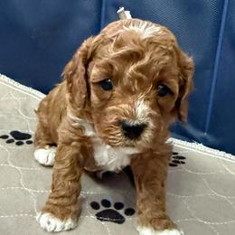 Kike - Pink - Red female Cavapoo puppy in South Jordan, Utah from Simply Sweet Paws. LLC