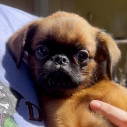 Dolphin - Red male Brussels Griffon puppy in Castro Valley, California from Looking Glass Brussels Griffons