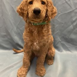 Goldendoodle Puppies from Main Street Goldendoodles