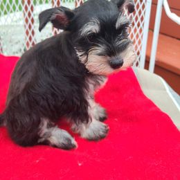 Miniature Schnauzer Puppies from Cuddle Puddles Schnauzers