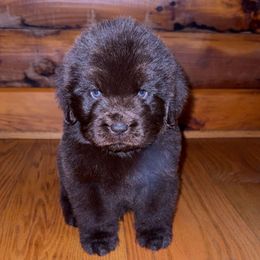 Brown Female 2 - Brown female Newfoundland puppy in New York from Johnson Farms